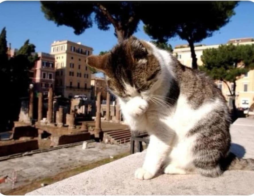Campo De'fiori-rome By Foot Charming Aircwif Netflix Rom